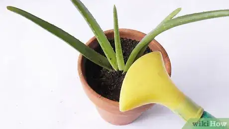 Image titled Plant Aloe Vera Step 23