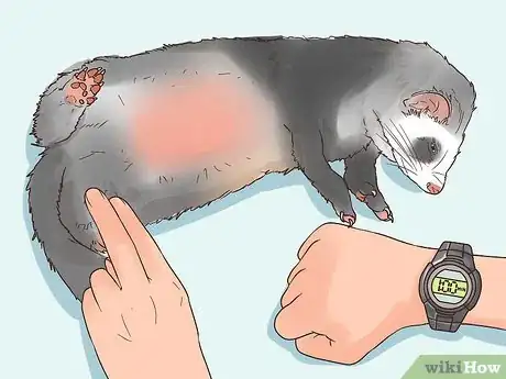 Image titled Spot Signs of Illness in a Ferret Step 1