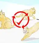 Clicker Train a Cat