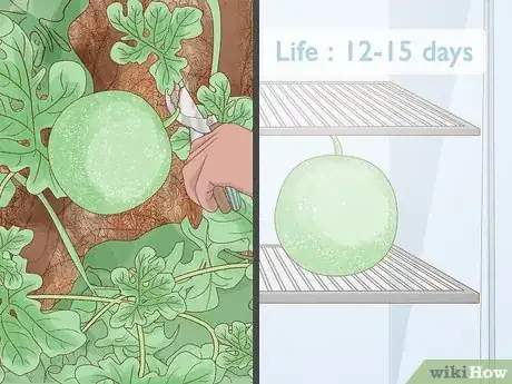 Image titled Grow Melons Step 12