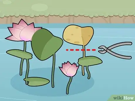 Image titled Grow Lotus Flower Step 15