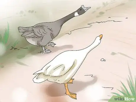 Image titled Breed Geese Step 12