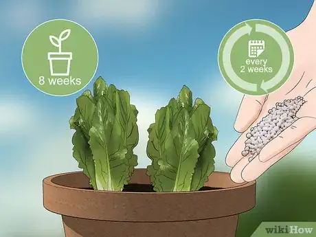 Image titled Grow Lettuce in a Pot Step 18