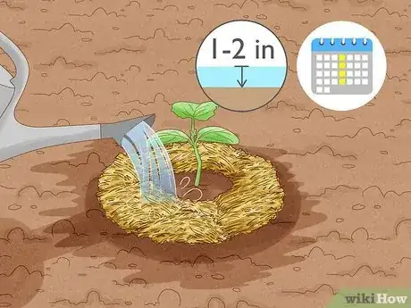 Image titled Grow Cucumbers Step 15