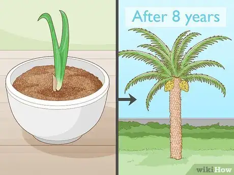 Image titled Grow Dates Indoors Step 14