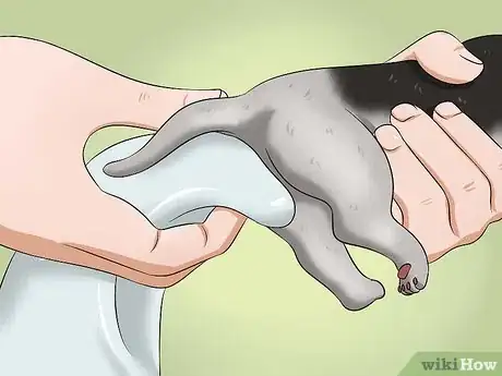 Image titled Make a Kitten Poop Step 6