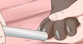 Trim a Dog's Nails