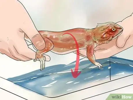 Image titled Give a Bearded Dragon a Bath Step 5