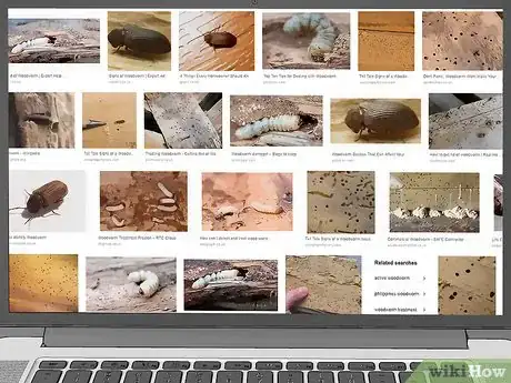 Image titled Identify Woodworm Step 1