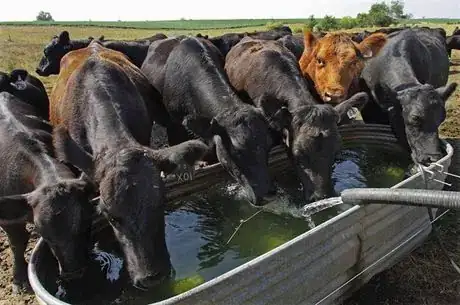 Image titled Cattle water