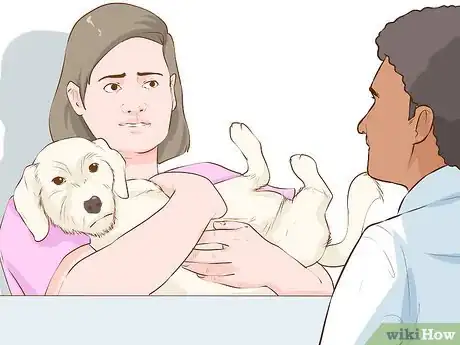 Image titled Determine if Your Dog Is Overweight Step 9