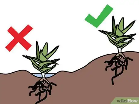 Image titled Care for Succulents Step 12