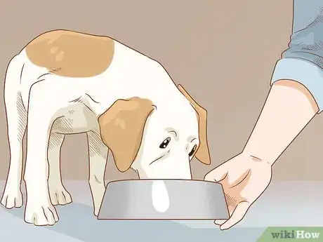 Image titled Care for a Dog Before, During, and After Pregnancy Step 6