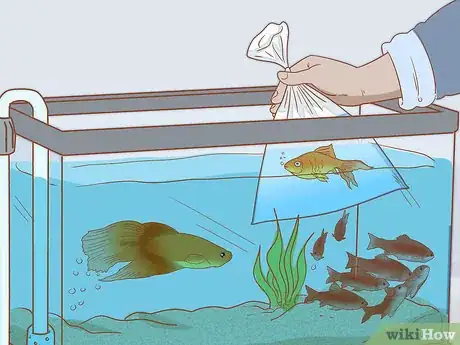 Image titled Add Fish to a New Tank Step 17