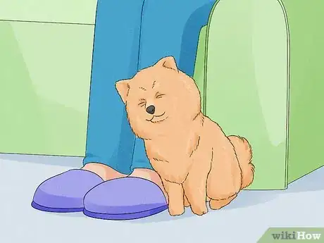 Image titled Identify a Pomeranian Step 10