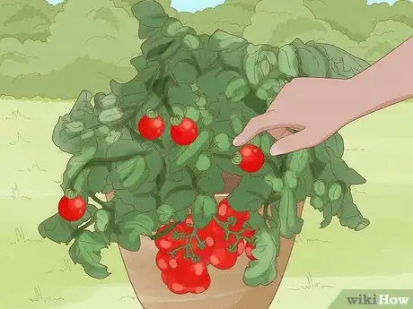 Image titled Grow Bush Tomatoes Step 16