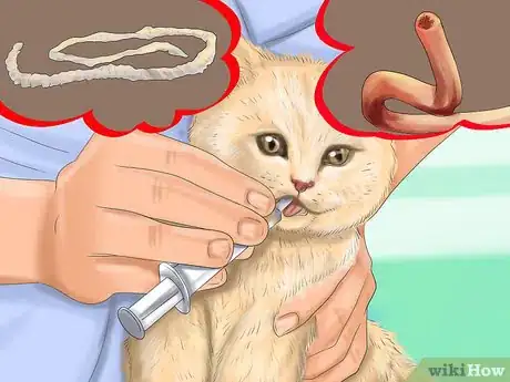 Image titled Diagnose Feline Skin Problems Step 14