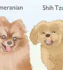 Identify a Shih Tzu