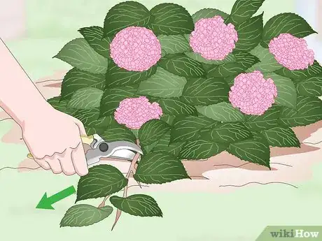 Image titled Keep Hydrangeas Alive Step 12