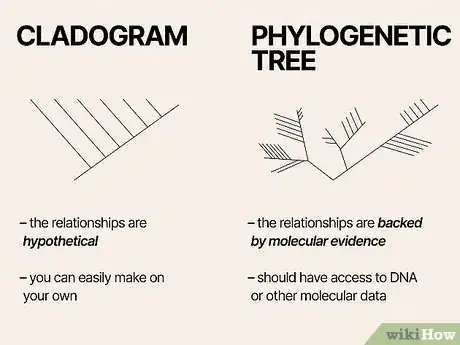 Image titled Read a Cladogram Step 2