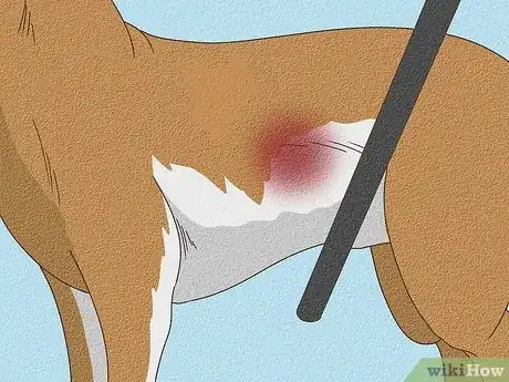 Image titled Spot Signs of Pancreatitis in Dogs Step 12