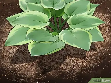 Image titled Plant Hostas Step 7