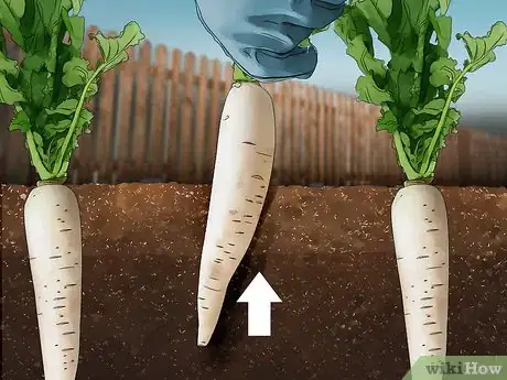 Image titled Grow Daikon Step 12