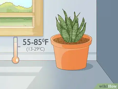 Image titled Care for a Sansevieria or Snake Plant Step 7