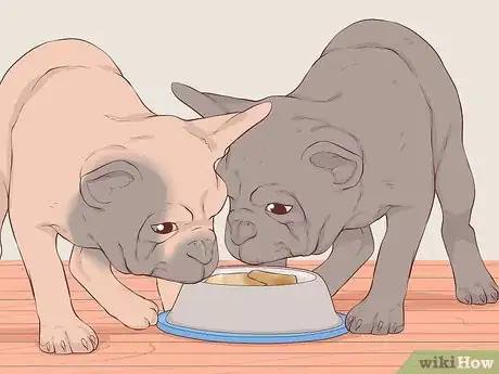 Image titled Be a Responsible Breeder of French Bulldog Puppies Step 15