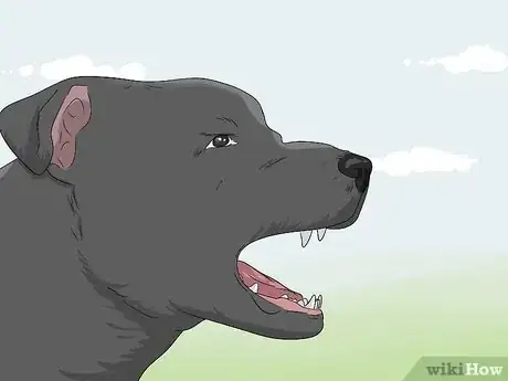 Image titled Identify a Pitbull Step 14