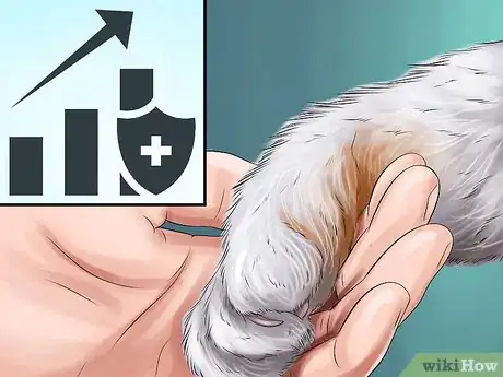 Image titled Diagnose and Treat the Cause of Deformed Cat Nails Step 11