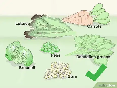 Image titled Feed a Caique Parrot Step 2