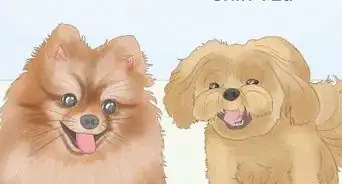 Identify a Shih Tzu