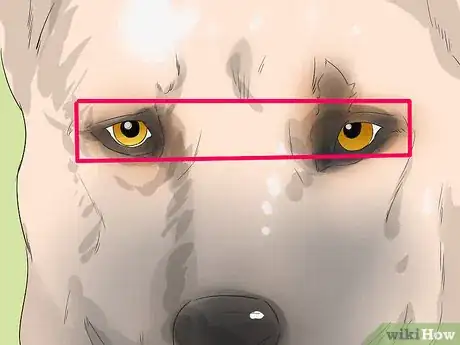 Image titled Identify a Kangal Dog Step 2