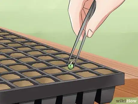 Image titled Germinate Cannabis Seeds Step 17