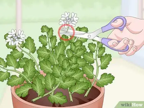 Image titled Grow Cilantro Indoors Step 18