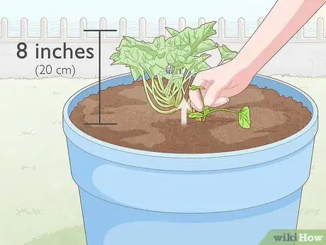 Image titled Grow Zucchini in Pots Step 11