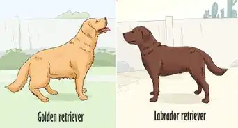 Identify a Golden Retriever