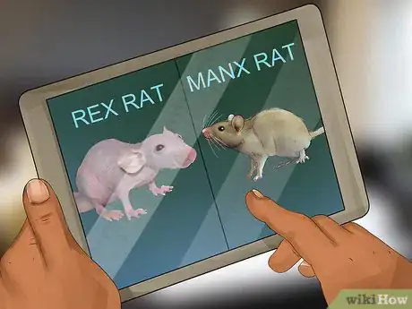 Image titled Get a Pet Rat Step 2