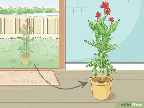 Image titled Grow Cannas Step 13