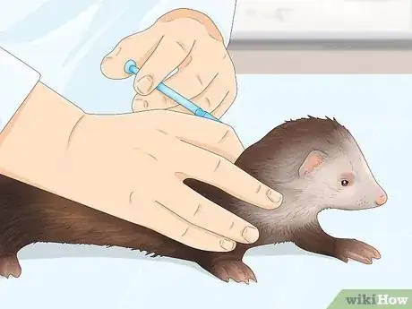 Image titled Decide if a Ferret Is the Right Pet for You Step 12