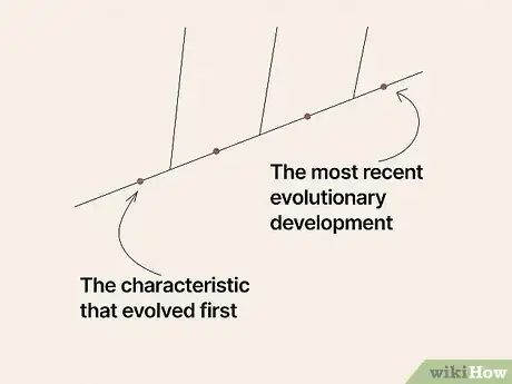 Image titled Read a Cladogram Step 6