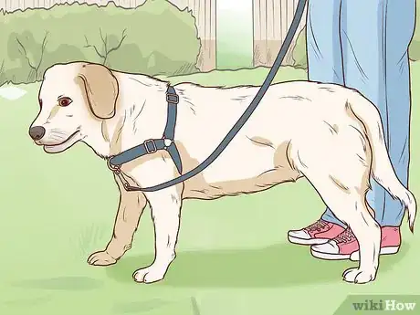 Image titled Know if Your Dog Has a Slipped Disc Step 10