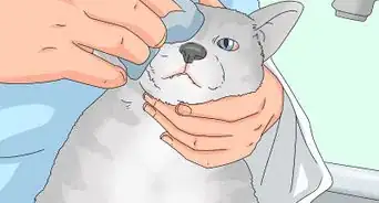 Treat Watery Eyes in Cats