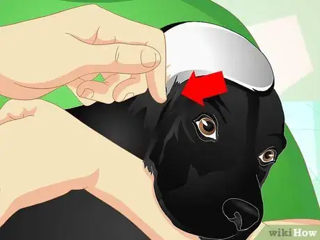 Image titled Deliver Ear Medication to Dogs Step 10