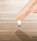 Get Rid of Ants