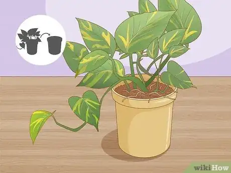 Image titled Repot Pothos Step 7