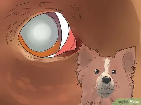 Image titled Diagnose Collie Eye in Shelties Step 4