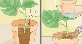 Trim a Monstera Deliciosa