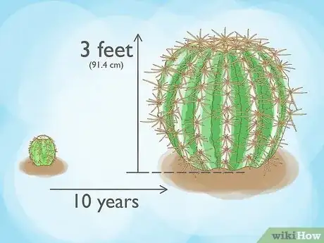 Image titled Grow Golden Barrel Cactus Step 18